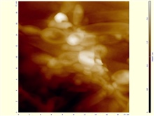 АСМ-изображение-участка-.20-х-20-мкм-одноклеточных-дрожевых-грибов-сахаромицетов-Saccharomyces-cerevisiae-.jpg