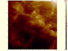 АСМ-изображение-участка-.40-х-40-мкм-одноклеточных-дрожевых-грибов-сахаромицетов-Saccharomyces-cerevisiae-.-jpg.jpg