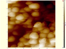АСМ-изображение-участка-.60-х-60-мкм-одноклеточных-дрожевых-грибов-сахаромицетов-Saccharomyces-cerevisiae-.-jpg.jpg